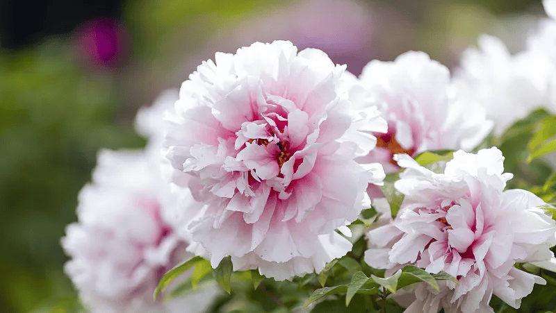 牡丹綻妍 譜寫新篇——中集攪拌邀您游洛陽，賞牡丹，品樣車，觀產線